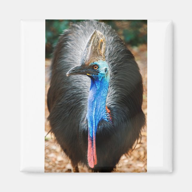 Australian Southern Cassowary Magnet (Front)