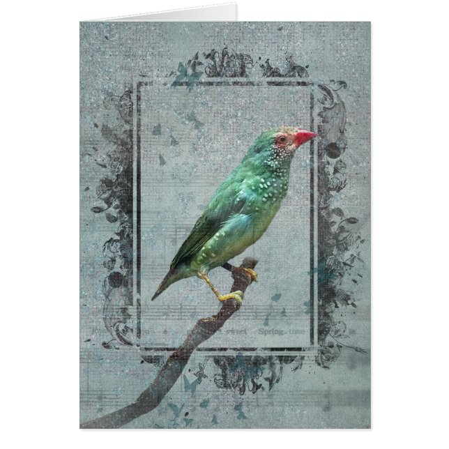 Australian Star Finch on Music Cards (Front)
