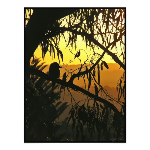 Australian Sunset Kookaburra Silhouette Photo