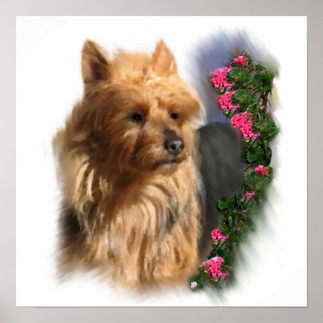 Australian Terrier Art Gifts Poster (Front)