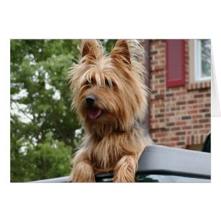 Australian Terrier Cards