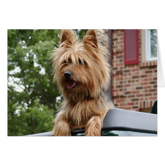 Australian Terrier Cards (Front Horizontal)