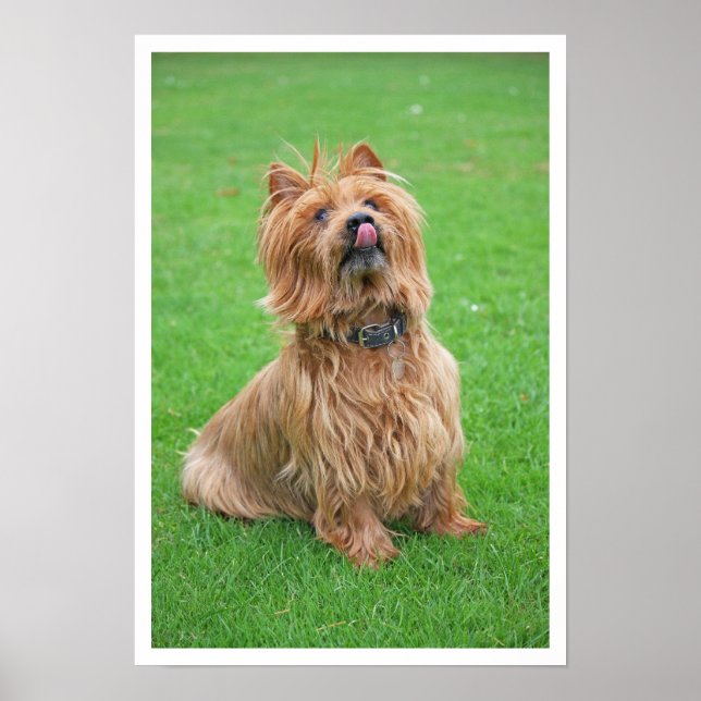 Australian Terrier Licking Nose Poster (Front)