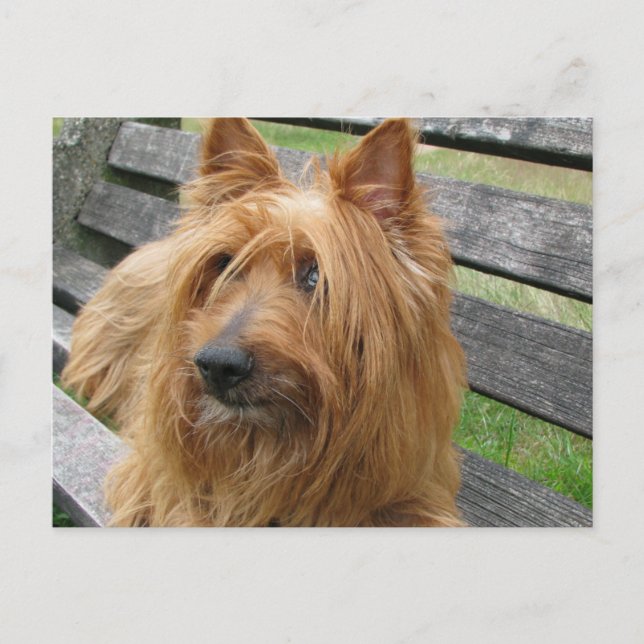 australian terrier on bench.png postcard (Front)