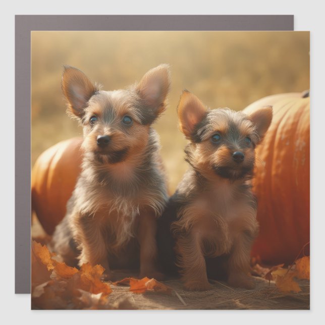 Australian Terrier Puppy Autumn Delight Pumpkin Car Magnet (Front)