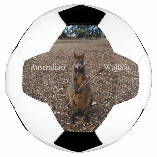 Australian Wallaby Eating Sticks, Soccer Ball (Front)