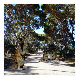 Australian Wallabys On The Road, Photo Print