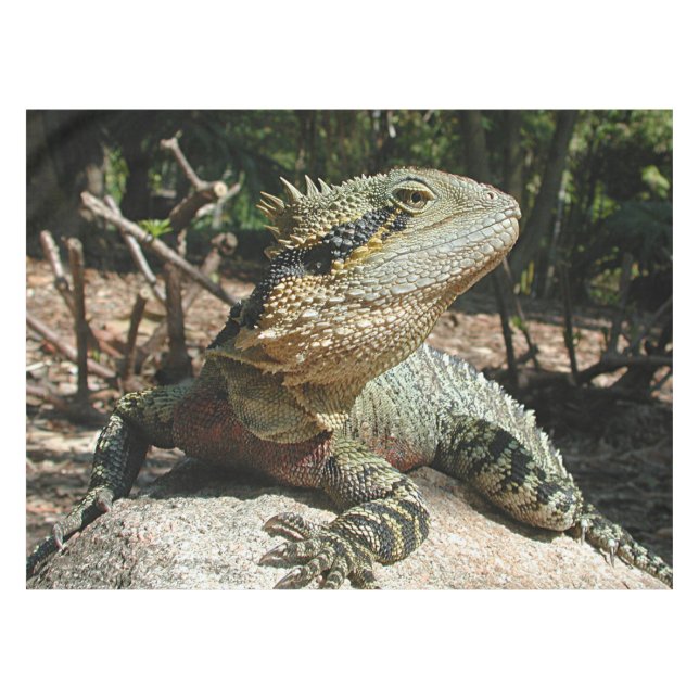 Australian Water Dragon Tablecloth (Front (Horizontal))