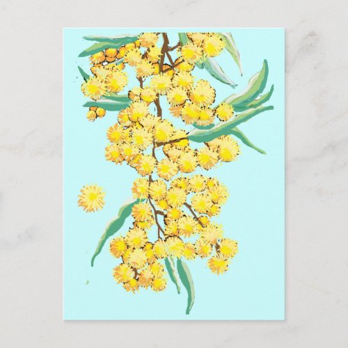 Australian wattle postcard