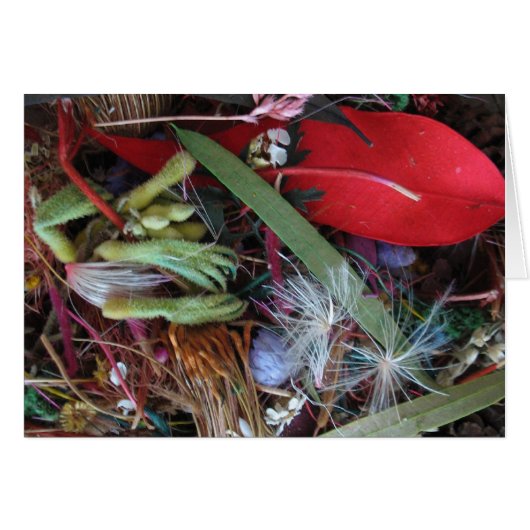 Australian wildflowers cards (Front Horizontal)
