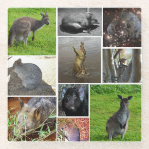 Australian Wildlife Photo Collage, Glass Coaster