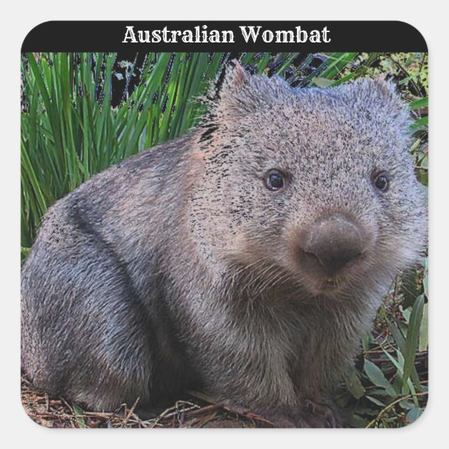 Australian Wombat Background Square Sticker (Front)