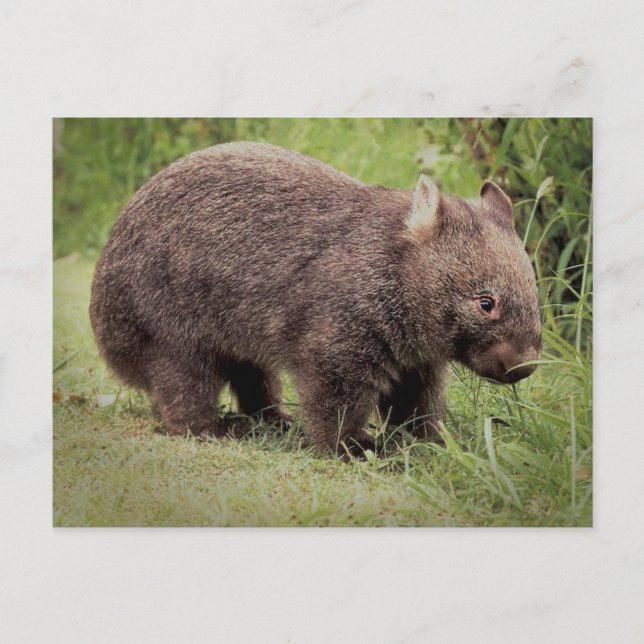 Australian Wombat Postcard (Front)