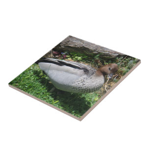 Australian Wood Duck in Tranquil Garden Ceramic Tile