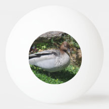 Australian Wood Duck in Tranquil Garden