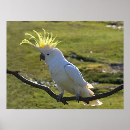 Australian Yellow Sulfur Crested Cockatoo Poster