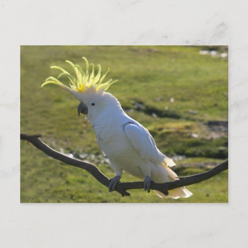 Australian Yellow Sulphur Crested Cockatoo Postcard