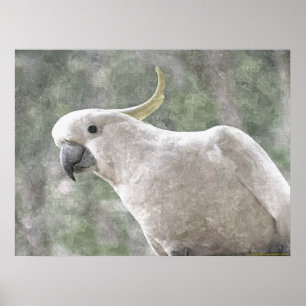 Australia's Sulfur Crested Cockatoo Poster