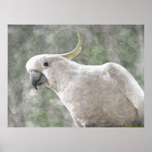 Australia's Sulphur Crested Cockatoo