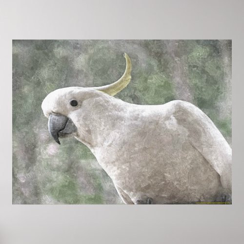 Australias Sulphur Crested Cockatoo Poster