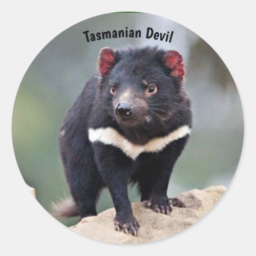 Australias Tasmanian Devil Classic Round Sticker