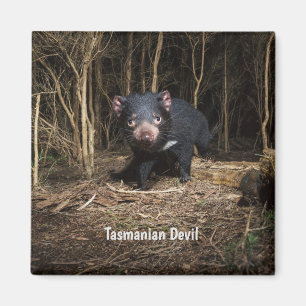 Australia's Tasmanian Devil  Magnet