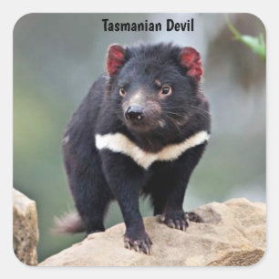 Australia's Tasmanian Devil Square Sticker
