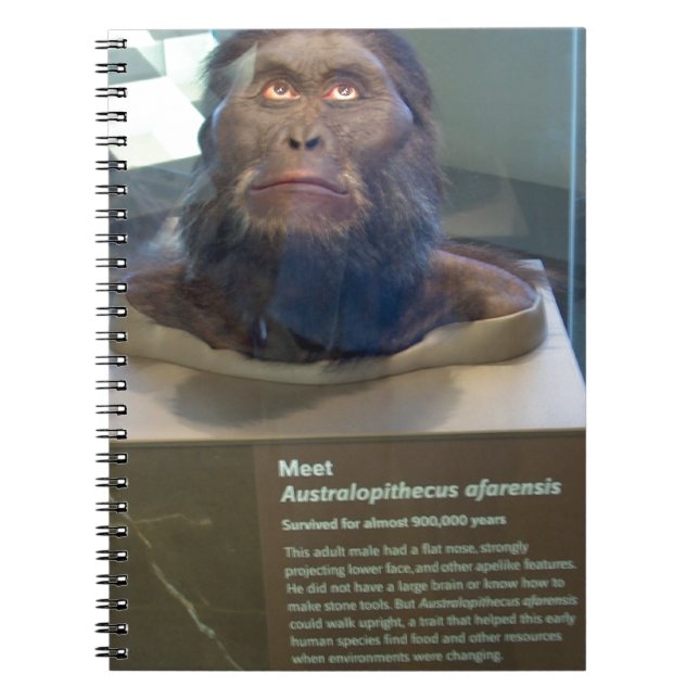 Australopithecus afarensis; museum exhibit. notebook (Front)