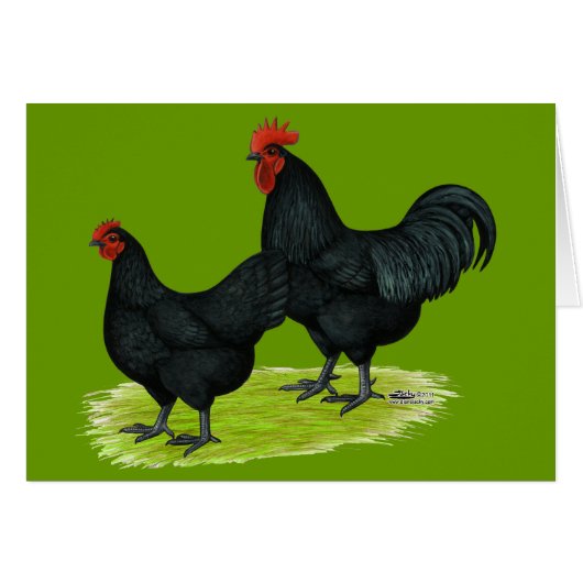 Australorp Black Chickens Cards (Front Horizontal)