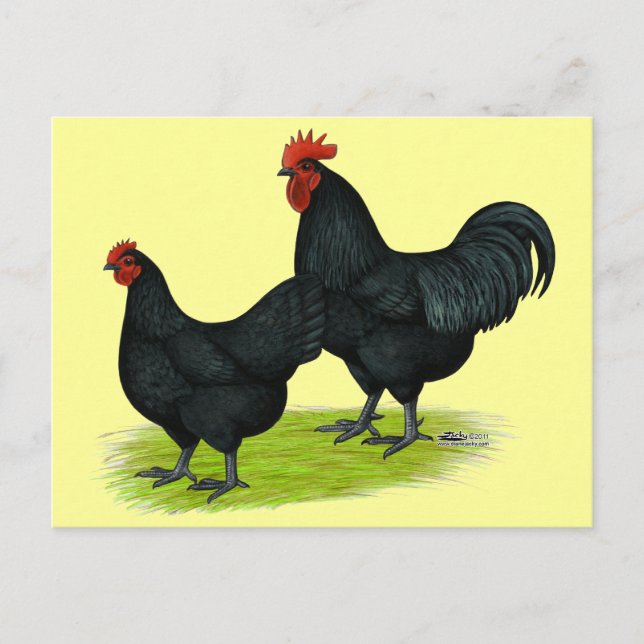 Australorp Black Chickens Postcard (Front)