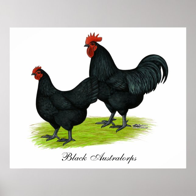 Australorp Black Chickens Poster (Front)