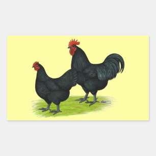 Australorp Black Chickens Rectangular Sticker