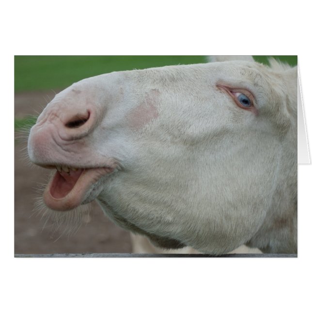 Austria-Hungarian White Donkey Cards (Front Horizontal)