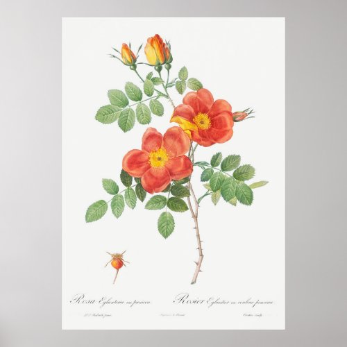 Austrian Copper Rose Rosa eglanteria var punicea f Poster