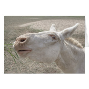 Austrian-Hungarian White Donkey Cards