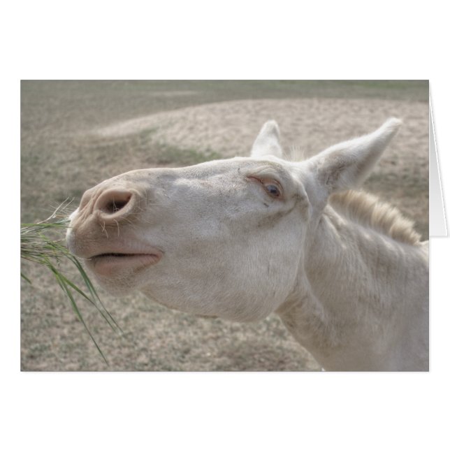 Austrian-Hungarian White Donkey Cards (Front Horizontal)