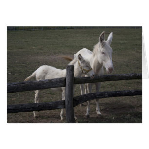 Austrian-Hungarian White Donkey Cards