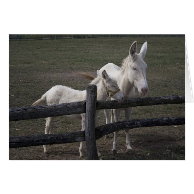 Austrian-Hungarian White Donkey Cards (Front Horizontal)