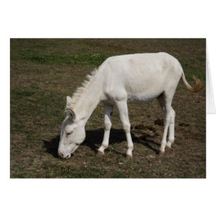 Austrian-Hungarian White Donkey Cards