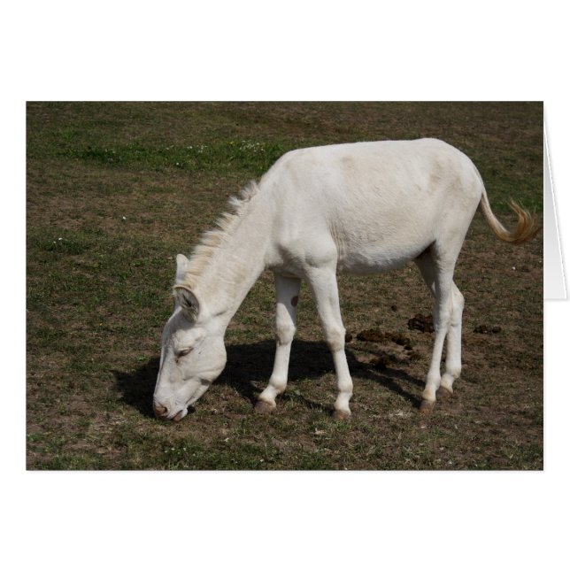 Austrian-Hungarian White Donkey Cards (Front Horizontal)