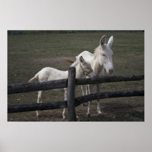 Austrian-Hungarian White Donkey Poster