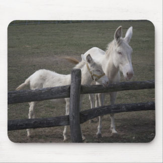 Austrian-Hungarian White Donkeys Mouse Pad