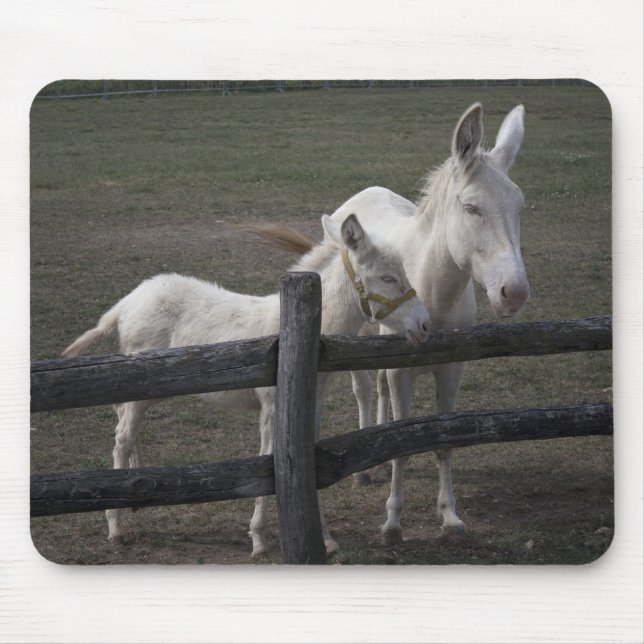 Austrian-Hungarian White Donkeys Mouse Pad (Front)