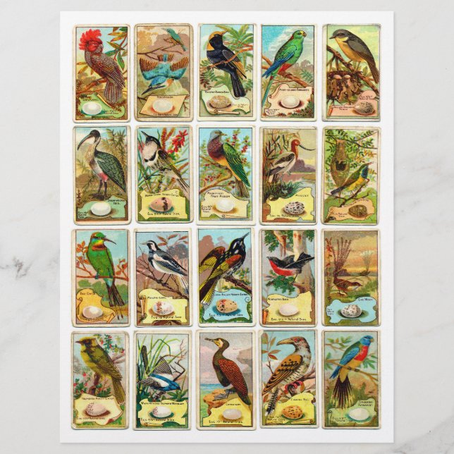 Authentic (not AI) Vintage Bird Trading Cards (Front)