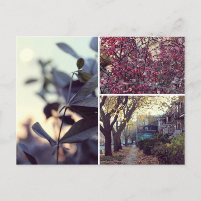 Automne Postcard (Front)
