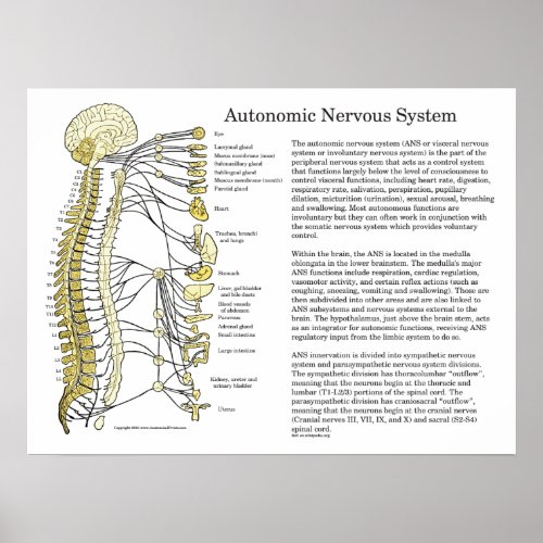 Autonomic Nervous System ANS Poster