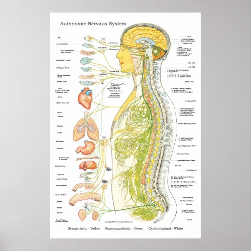 Autonomic Nervous System Chiropractic ANS Poster