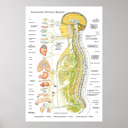 Autonomic Nervous System Chiropractic Poster | Zazzle