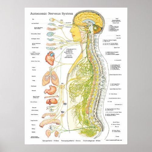 Autonomic Nervous System Chiropractic Poster