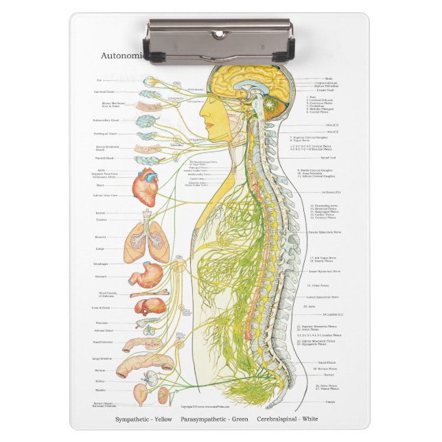 Autonomic Nervous System Doctors Office Clipboard (Front)
